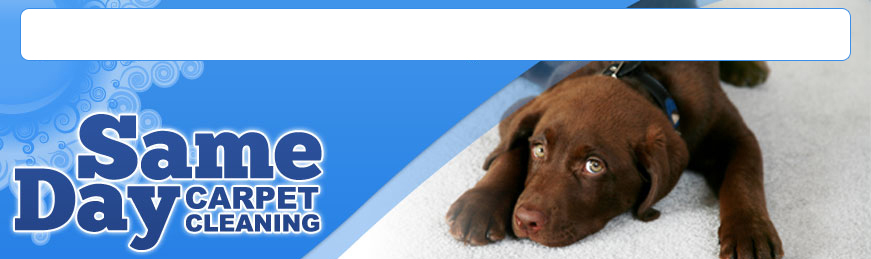 Same Day Carpet Cleaning